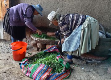 zwei Indigene Kleinbäuerinnen die auf einem Stein grüne Kräuter bearbeiten. Vor ihnen befindet sich ein bunt gestreiftes Tuch Die verarbeiteten Pflanzen befinden sich in einem orangen Eimer.