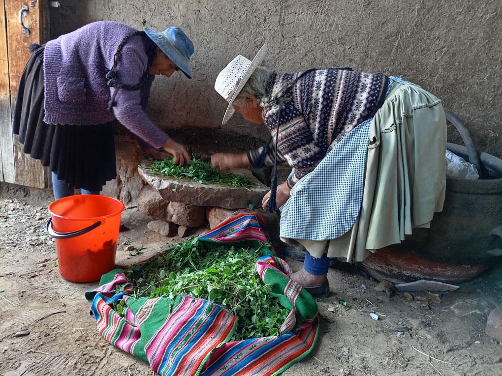 zwei Indigene Kleinbäuerinnen die auf einem Stein grüne Kräuter bearbeiten. Vor ihnen befindet sich ein bunt gestreiftes Tuch Die verarbeiteten Pflanzen befinden sich in einem orangen Eimer.