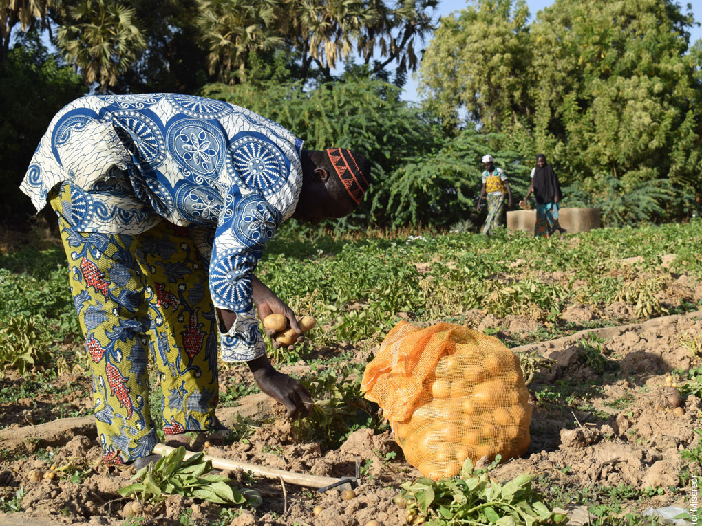 Mann bei der Kartoffelernte in Burkina Faso.