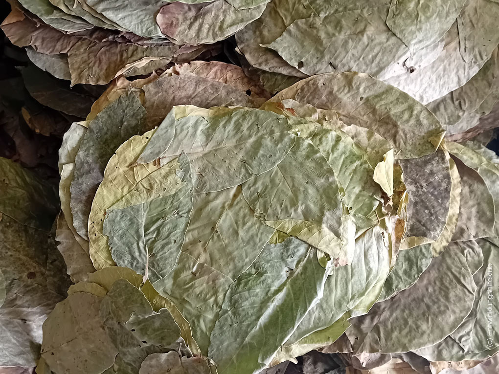 Blätter des Salbaums auch Shorea robusta genannt, die zur Herstellung der Teller verwendet werden