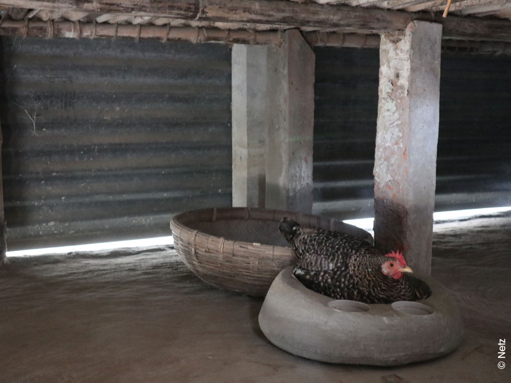 298-bangladesch-familien-existensicherung-huhn-tierhaltung