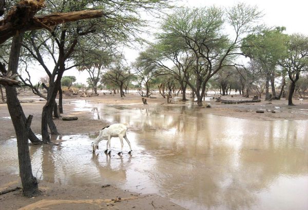 Nach starkem Regen bleibt das Wasser nur kurz an der Oberfläche bevor es wieder versickert. Durch heftige Regenfälle, von Juni bis September, kommt es oft zu Überschwemmungen, die den erodierten Boden einfach mit sich reißen.
© Misereor/UFC Dori Leichte Überschwemmung; Bäume stehen teilweise unter Wasser