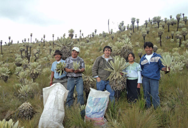 Die Frailejon-Pflanze ist in den höher gelegenen Gebieten in der Trockenzeit ein unverzichtbarer Wasserspeicher.