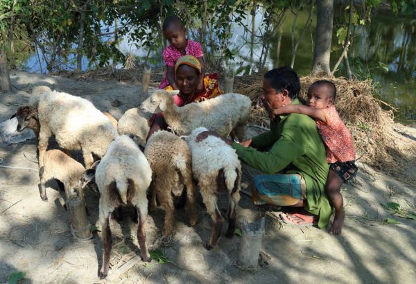 Asia Begum baute mit ihrem Startkapitel eine kleine Schafzucht auf. Wichtig sind ihr aber auch die Schulungen zu Hygiene, die gerade in Zeiten von Covid-19 essentiell für das Überleben ihrer Familie sind. (© Netz) Familie inmitten ihrer Schafe, Einkommen, Ernährung, Familien, Bangladesch, Existenzsicherung, Armut, Hunger, Asien