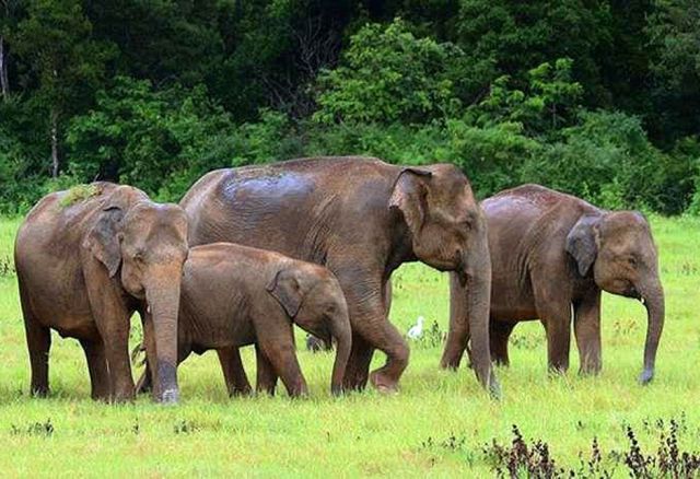 Bisher lebten die DorfbewohnerInnen
in Furcht vor wilden
Elefanten. Das neue Wewa wird die Lage nun
entspannen. Die Tiere können ihren
Durst stillen, und die DorfbewohnerInnen
bleiben unbehelligt.
