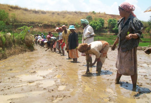Jeweils etwa 11 Frauen bilden eine Selbsthilfegruppe, die sich auf eine Aktivität spezialisiert, zum Beispiel den gemeinsamen Anbau und den Verkauf von Reis oder den Aufbau einer kleinen gemeinsamen Tierzucht.
(© Entraide et Fraternité) Einkommen, Landwirtschaft, Selbsthilfe, Schulungen, Hunger, Frauen, Madagaskar, Afrika