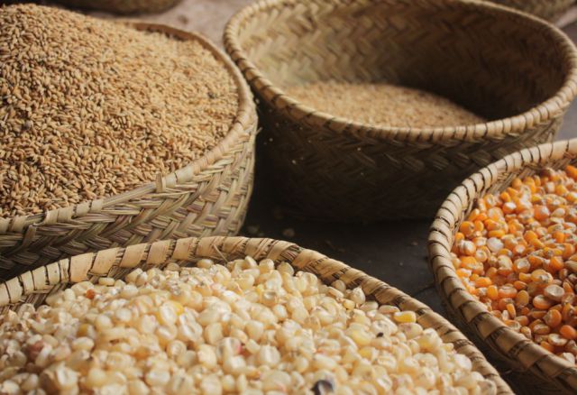 Auch die Herstellung von Tierfutter, zum Beispiel Futtermais und Weizen, ist eine gute Möglichkeit, sich langfristig eine Einkommensquelle zu schaffen. Für diese Produkte gibt es im ländlichen Madagaskar viele AbnehmerInnen.
(© Entraide et Fraternité) Einkommen, Landwirtschaft, Selbsthilfe, Schulungen, Hunger, Frauen, Madagaskar, Afrika