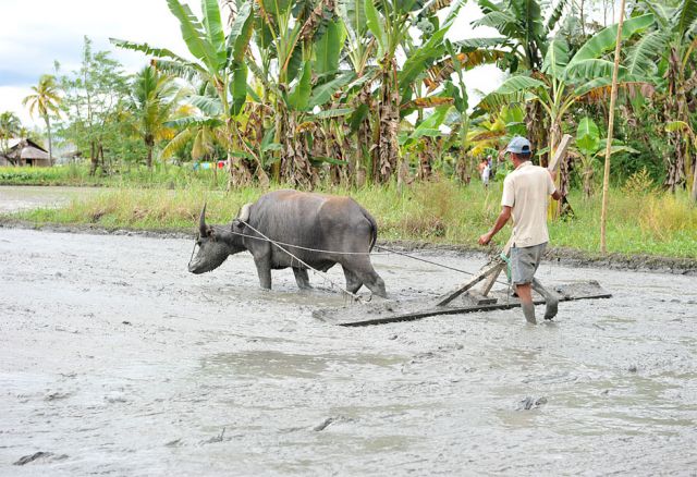 Kriz Arazo bereitet sein
Reisfeld mit Hilfe eines
der beiden Wasserbüffel
für die Aussaat vor.
Jedes Mitglied der Kooperative
kann sich einen
Büffel um ein geringes
Entgelt leihen.
(c) E+F