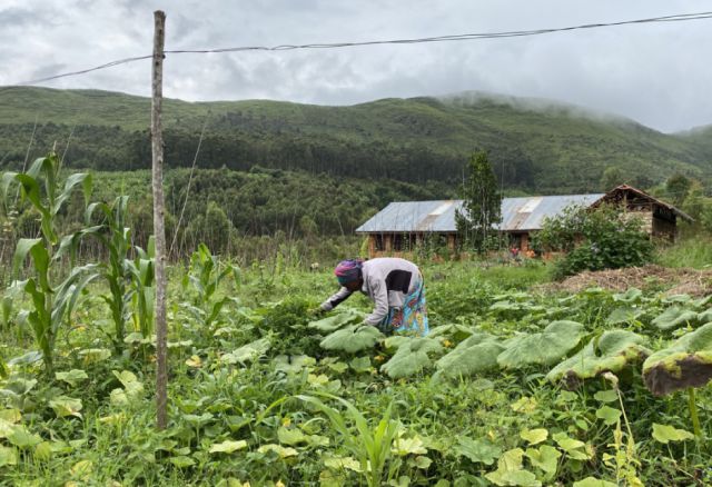 Jahrhundertelang konnten die kleinbäuerlichen Familien in der kongolesischen Provinz Süd-Kivu gerade genug anbauen, um sich zu ernähren. Doch durch den Klimawandel verschlechtern sich die Wetter- und Anbaubedingungen massiv. (© Entraide et Fraternité) Kongo, Demokratische Republik, Aufforstung, Landwirtschaft, Ernährung, Familien, Afrika