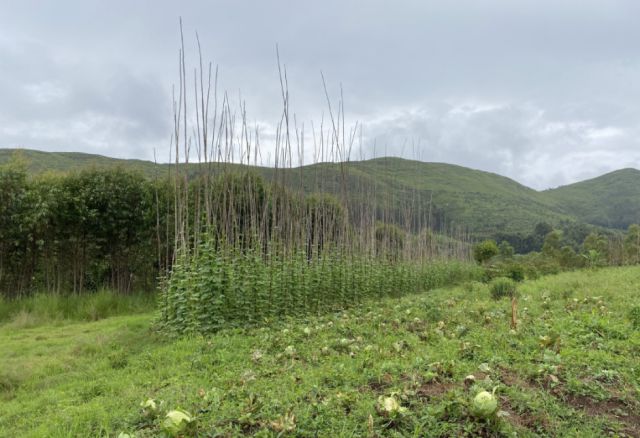 Auf besonders steilen Hängen, wie hier im Hintergrund zu sehen, werden Schutzwälder gegen Erosion gepflanzt. Auf weniger steilen Flächen entstehen Nutzwälder, die von den Familien auf schonende Weise bewirtschaftet werden. (© Entraide et Fraternité) Kongo, Demokratische Republik, Aufforstung, Landwirtschaft, Ernährung, Familien, Afrika