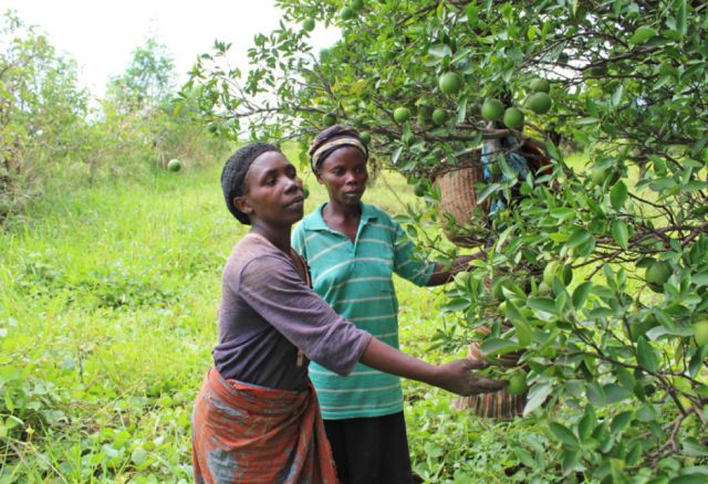 In Schulungen von CAB lernen die KleinbäuerInnen, wie sie mit Methoden der Agroforstwirtschaft ressourcenschonend und nachhaltig Obst und Gemüse anbauen und Brennholz gewinnen können. (© Entraide et Fraternité) Kongo, Demokratische Republik, Aufforstung, Landwirtschaft, Ernährung, Familien, Afrika